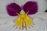 orchids_terni 9 feb 14